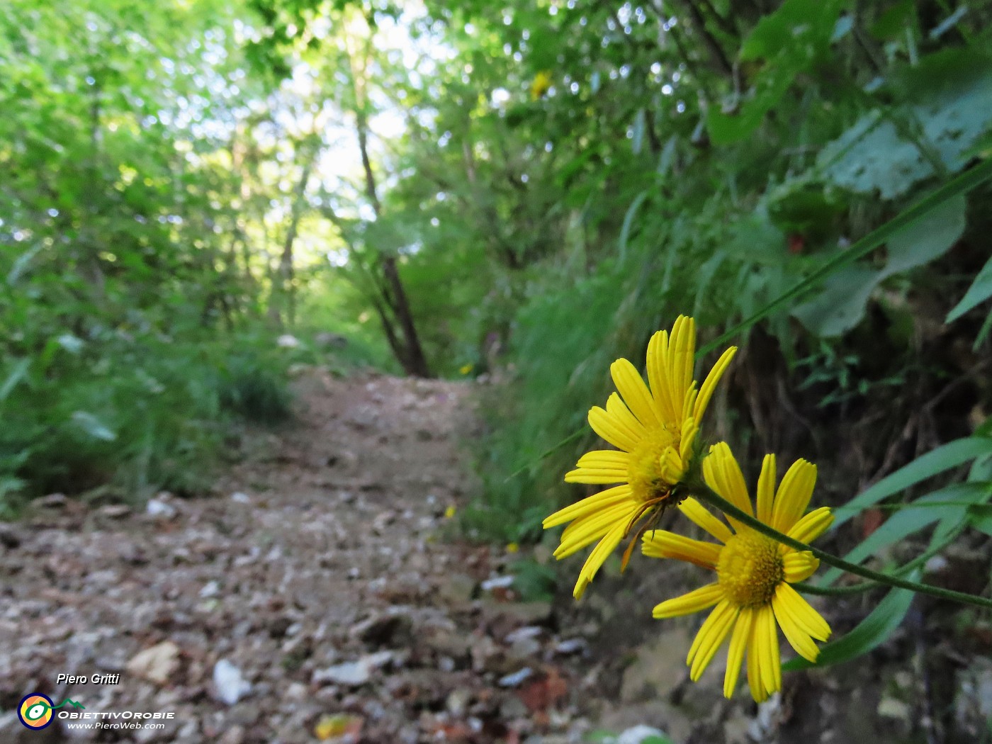 34 Bei fiori gialli di Doronicum.JPG